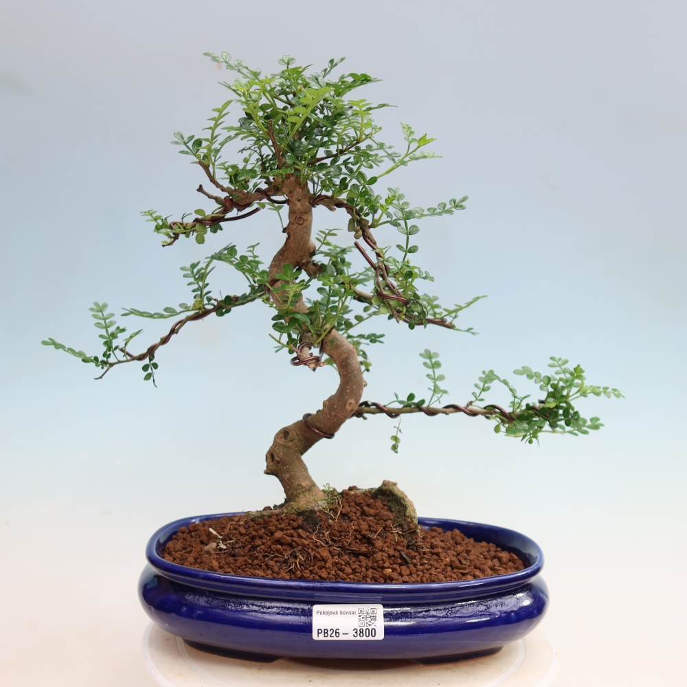 Zimmer Bonsai - Zantoxylum piperitum - Pfefferbaum