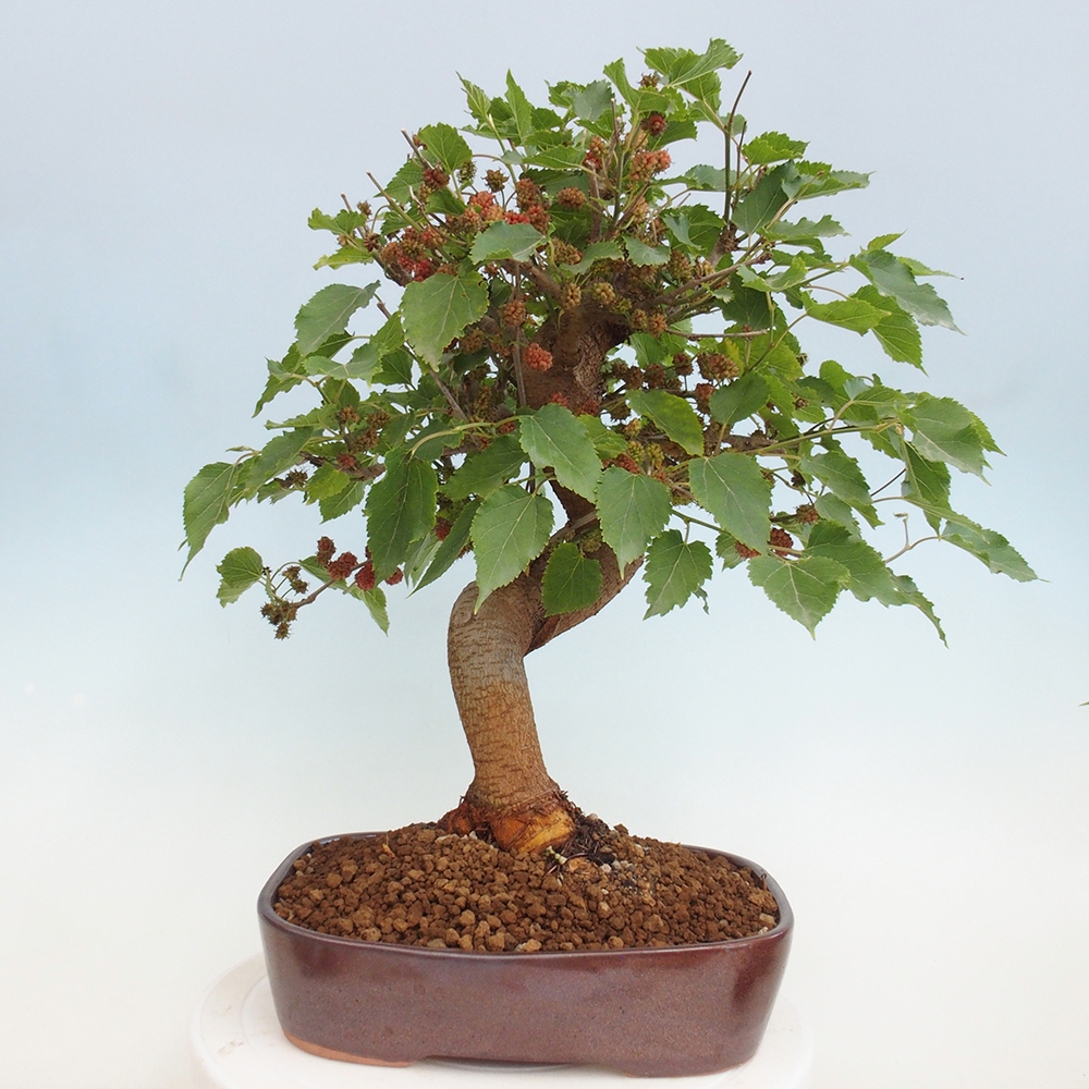 Bonsai im Freien - Morus alba - Maulbeere