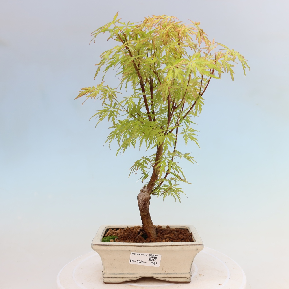 Bonsai für draußen - Acer palmatum Dissectum