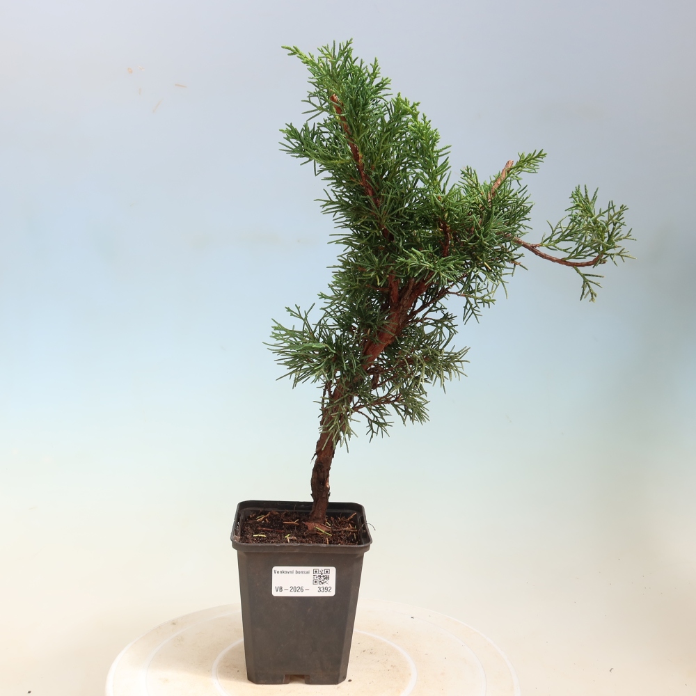 Bonsai für draußen - Juniperus chinensis Kishu