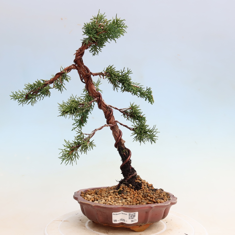 Bonsai für draußen - Juniperus chinensis Kishu