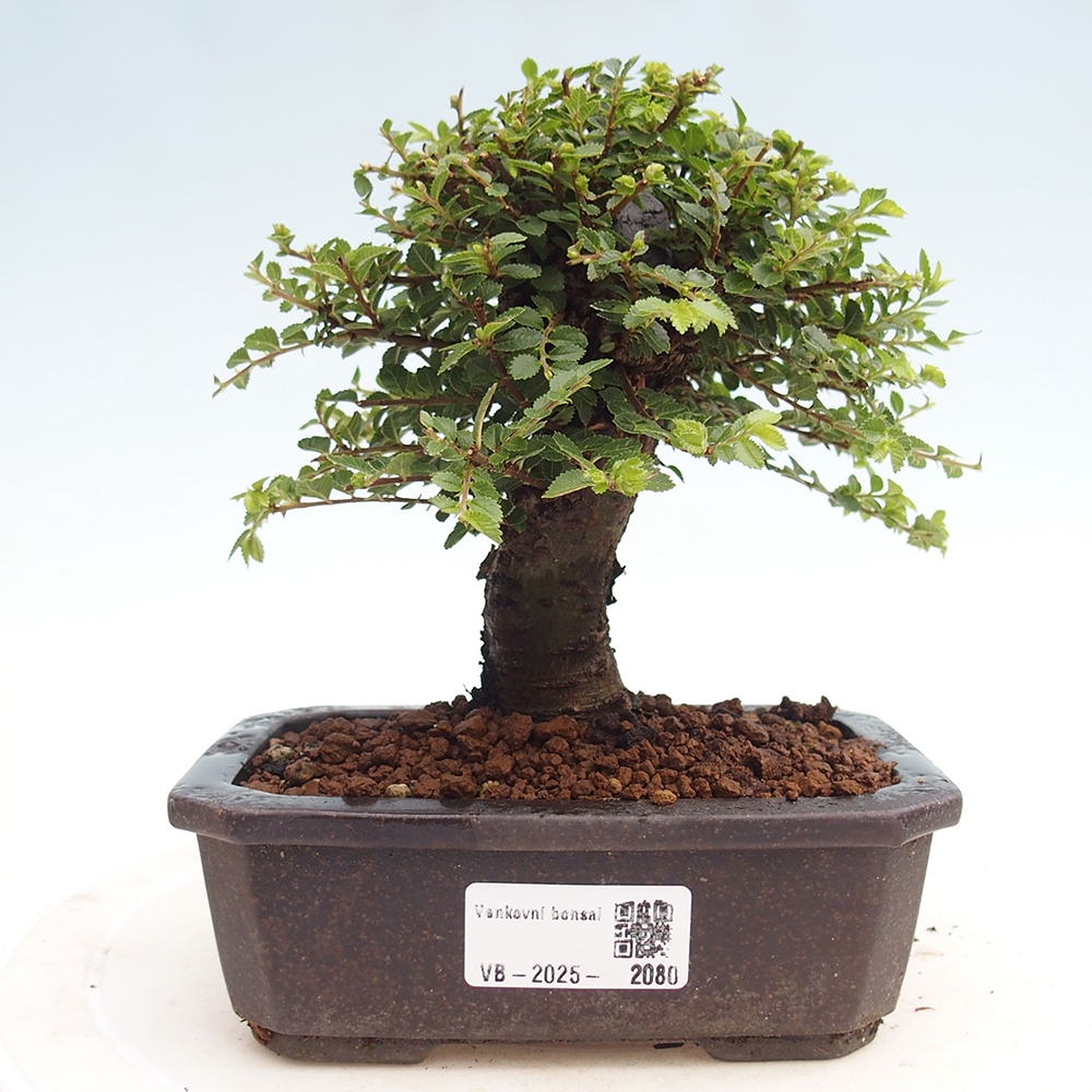 Bonsai im Freien - Ulmus parvifolia Hokkaido - Chinesische Ulme