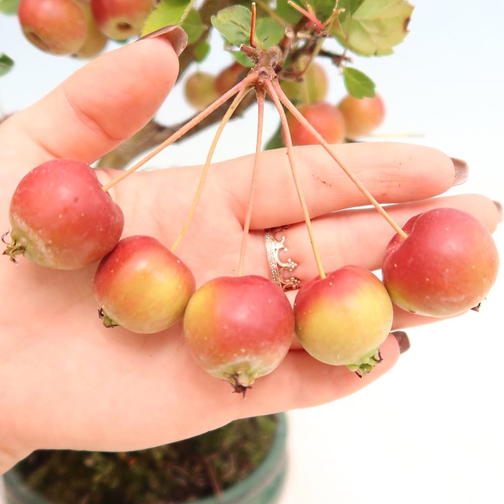 Bonsai im Freien - Malus halliana - Kleinfruchtiger Apfelbaum