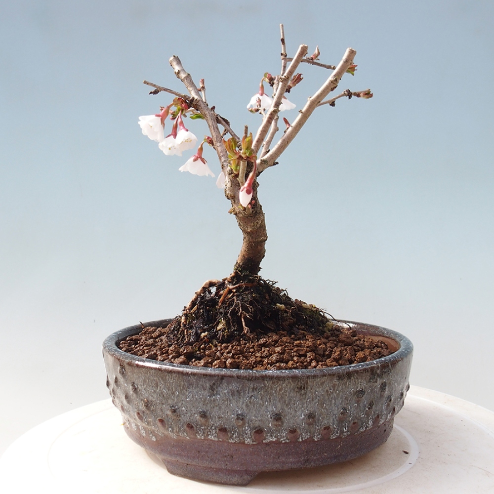 Bonsai im Freien - Prunus incisa Kojou-no mai-Pflaume geschnitten