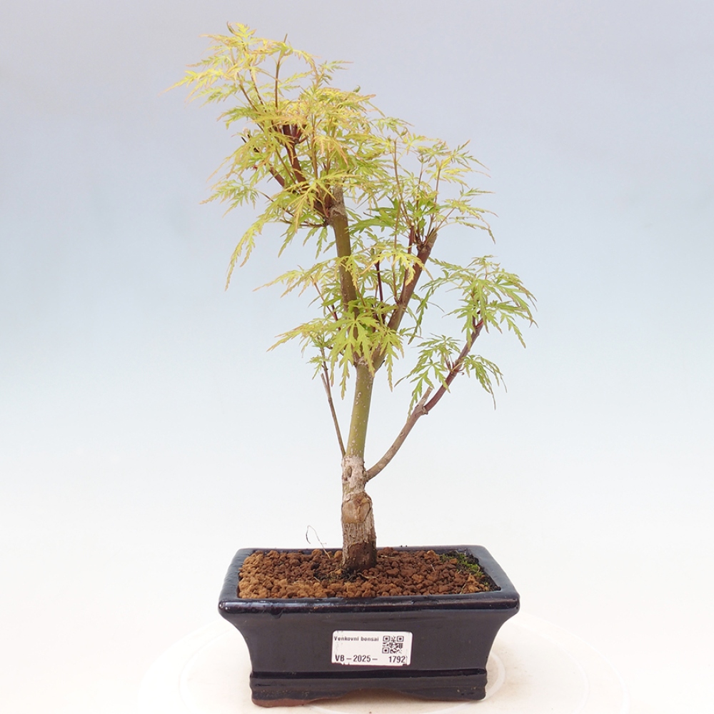 Bonsai im Freien - Acer palmatum Dissectum - japanischer Ahorn 