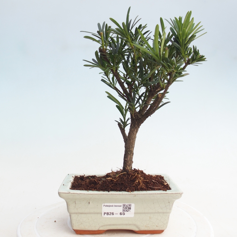 Zimmerbonsai - Podocarpus - Stein-Eibe