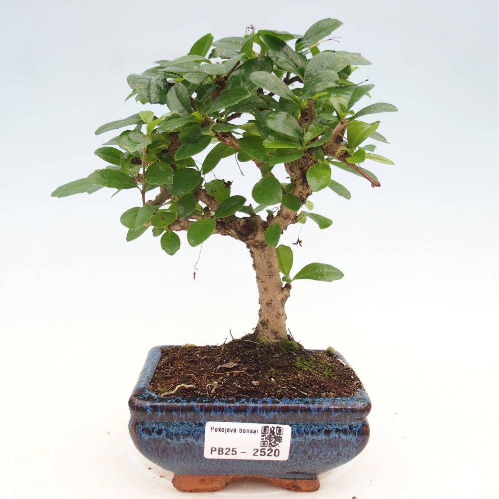 Zimmerbonsai - Carmona Macrophylla - Fuki-Tee
