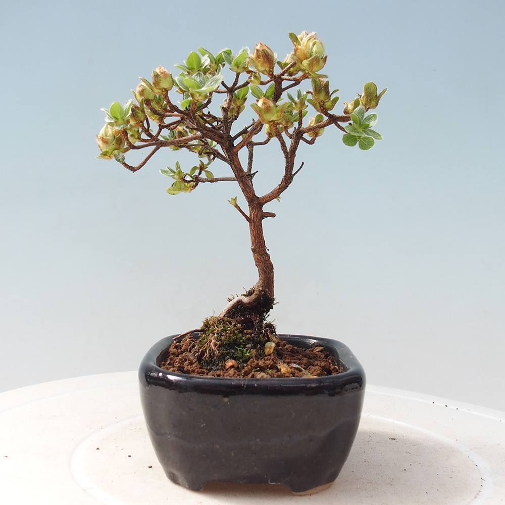 Outdoor-Bonsai - Rododendron indicum - Japanische Azalee