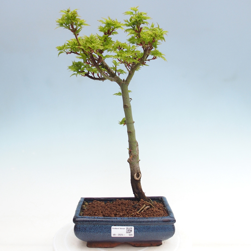 Bonsai im Freien - Acer palmatum Shishigashira-Ahorn