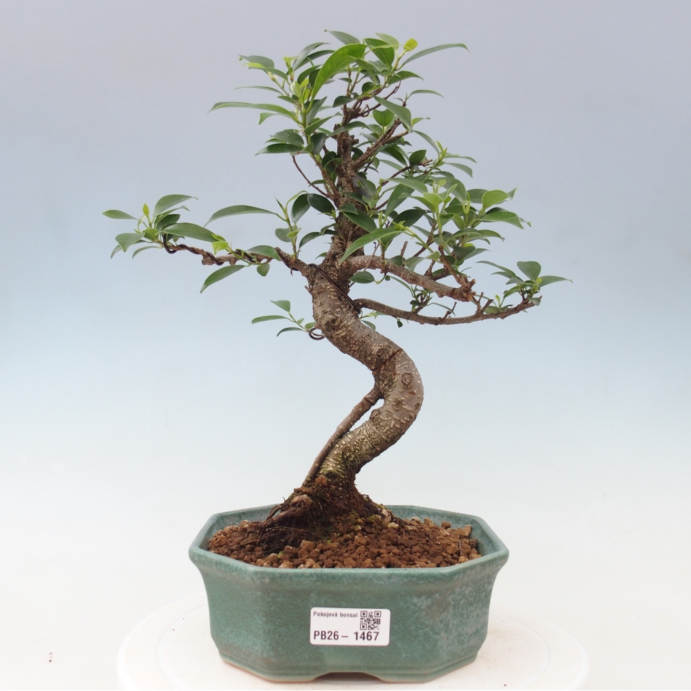 Zimmerbonsai - Ficus retusa - Kleinblättriger Ficus