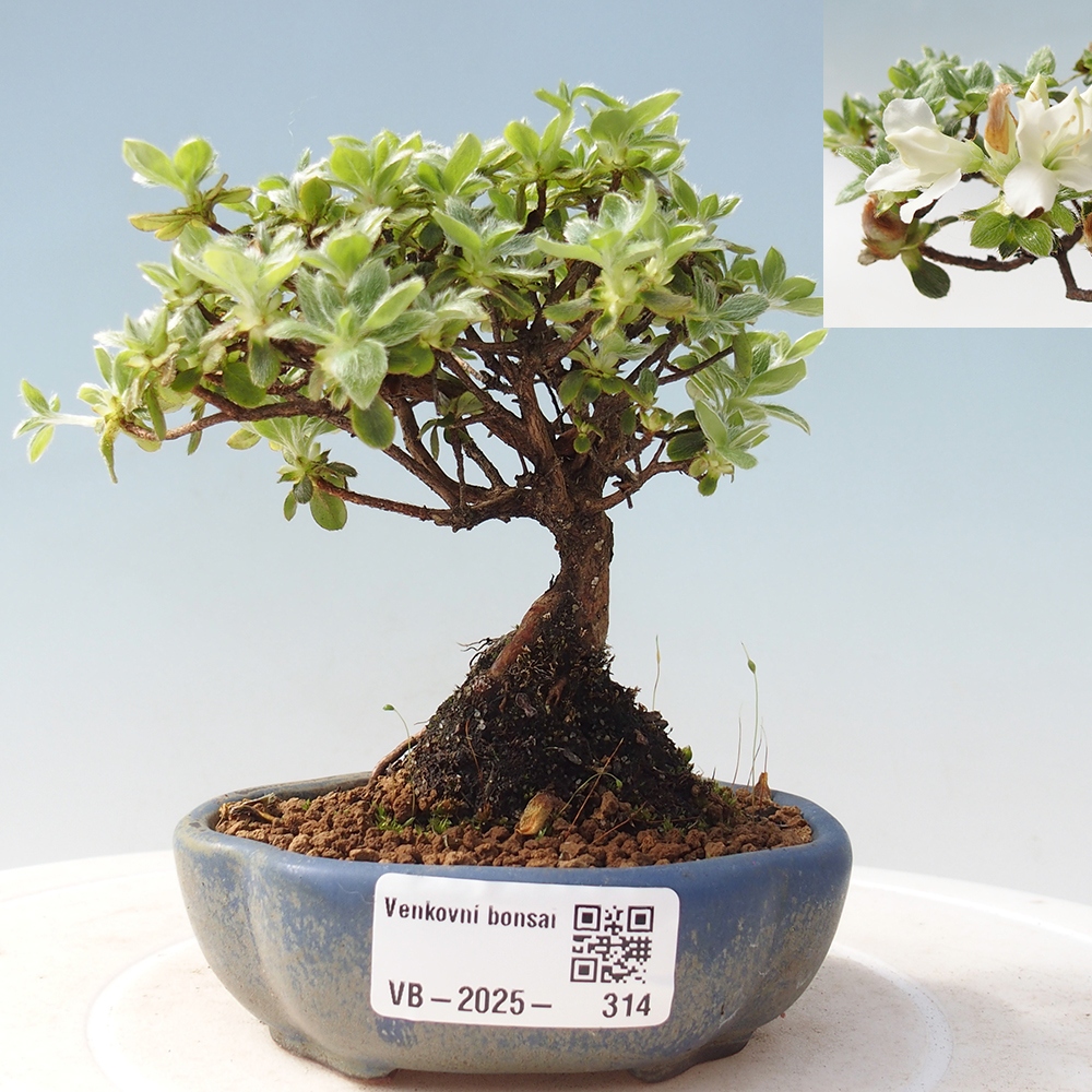 Outdoor-Bonsai - Rododendron indicum - Japanische Azalee