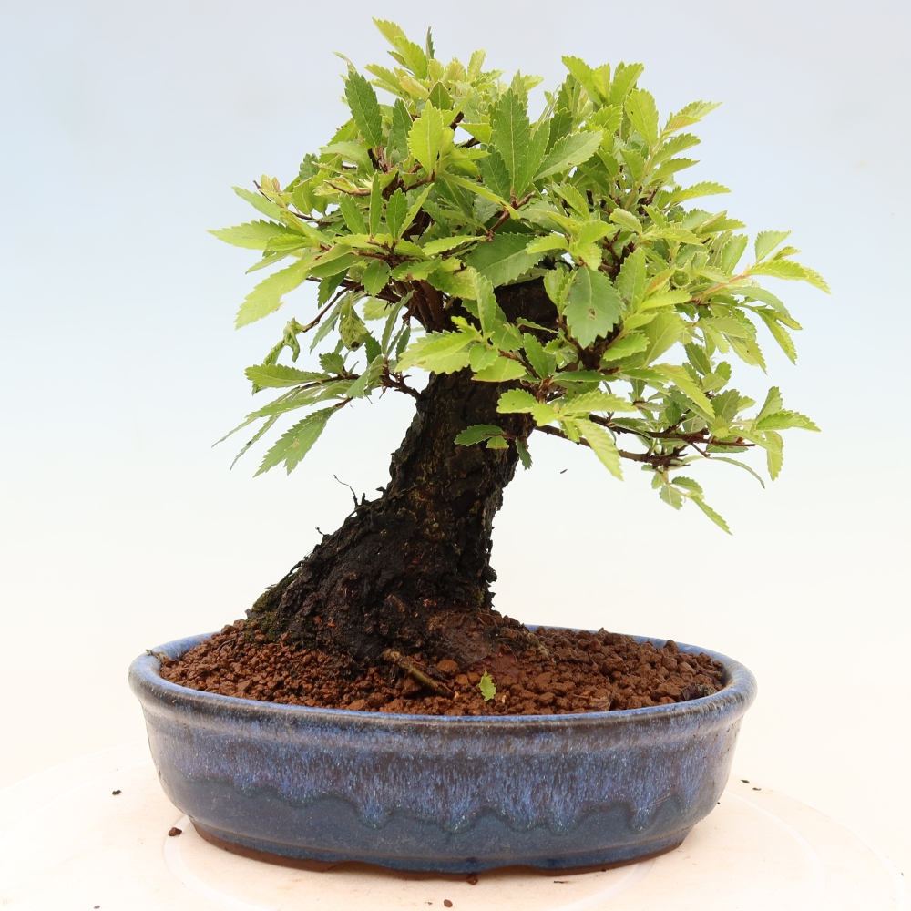 Bonsai für draußen - Zelkova - Zelkova NIRE