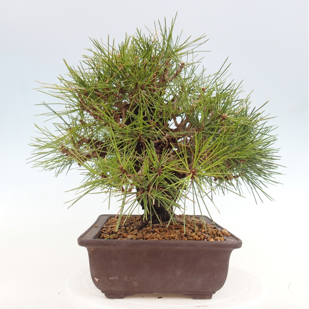 Bonsai für draußen - Pinus thunbergii - Thunberg-Kiefer