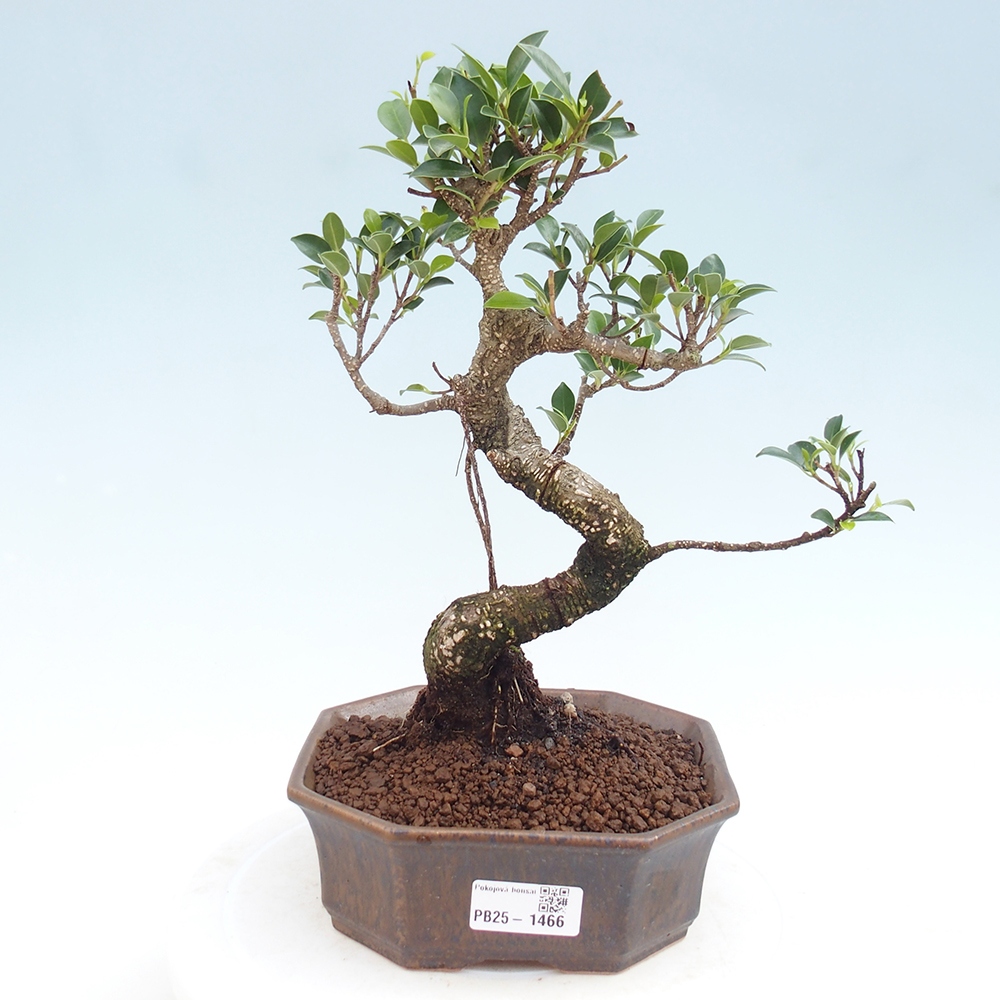 Indoor-Bonsai - Ficus retusa - kleiner Ficus