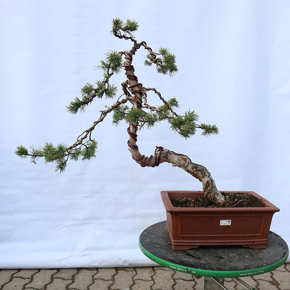 Pinus sylvestris Spanien – Waldkiefer
