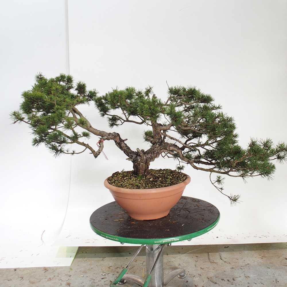 Yamadori - Pinus sylvestris Spanien