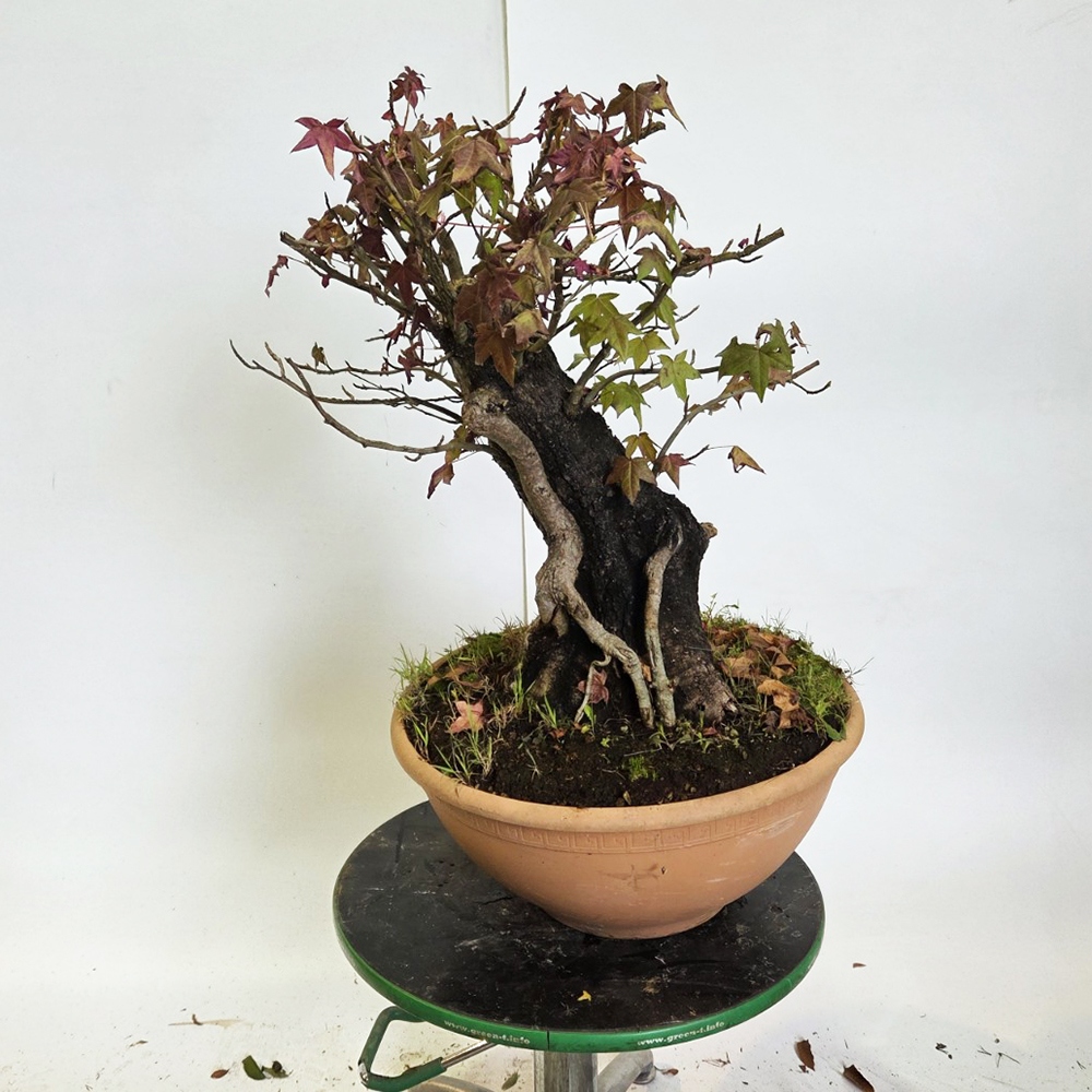 Bonsai für draußen - Westliche Ambrosia - Liquidambar styraciflua