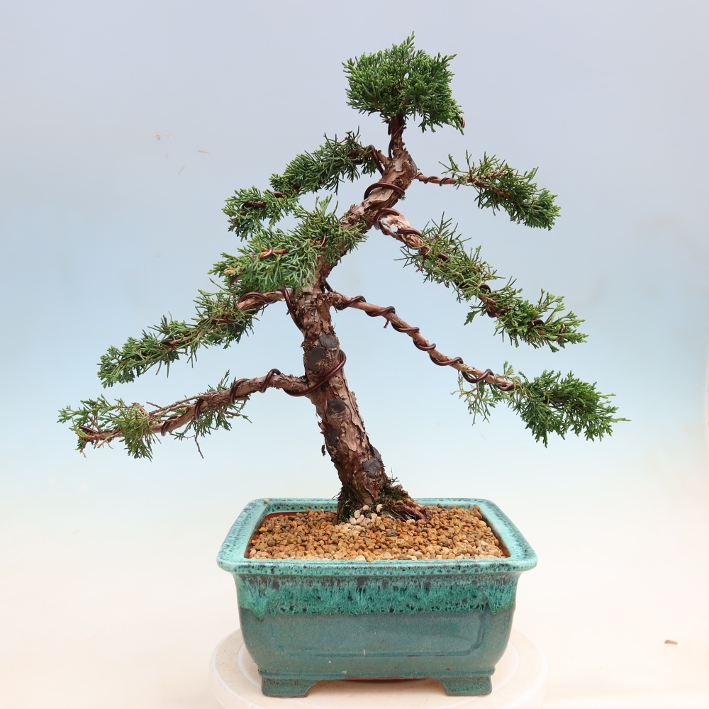 Bonsai für draußen - Juniperus chinensis Kishu