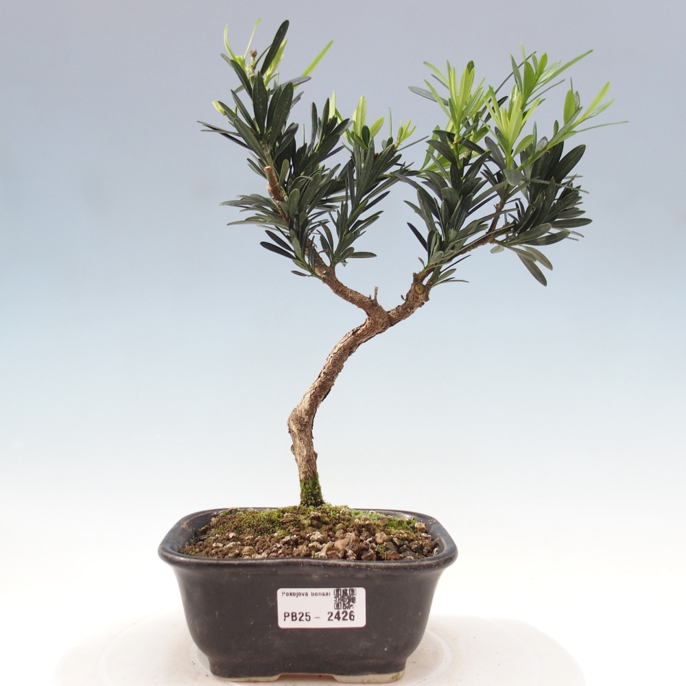 Indoor-Bonsai - Podocarpus - Stein tausend