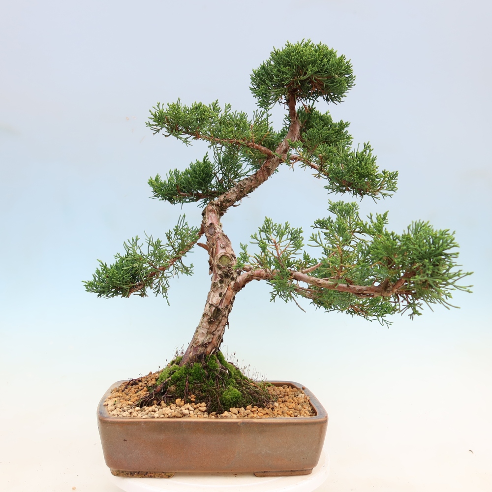 Bonsai für draußen - Juniperus chinensis Kishu