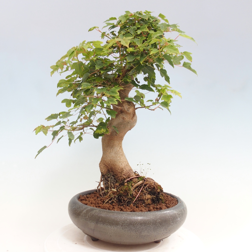 Bonsai im Freien - Ahorn Buergerianum - Burger Maple