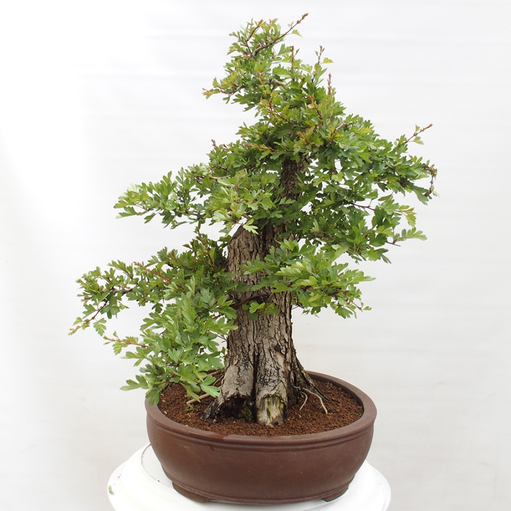 Bonsai im Freien - Weißdorn - Crataegus monogyna