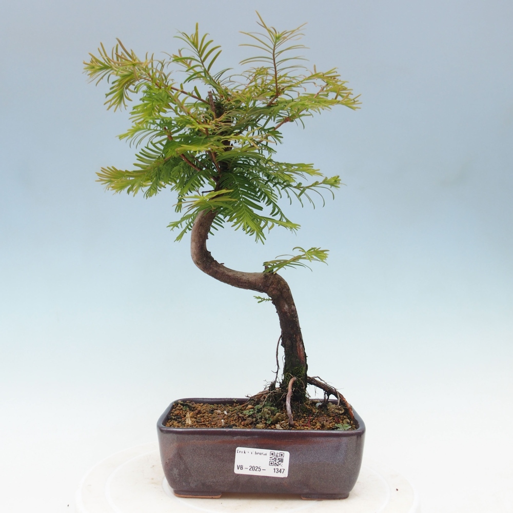 Bonsai im Freien - Metasequoia glyptostroboides - Chinesischer Metasequoia