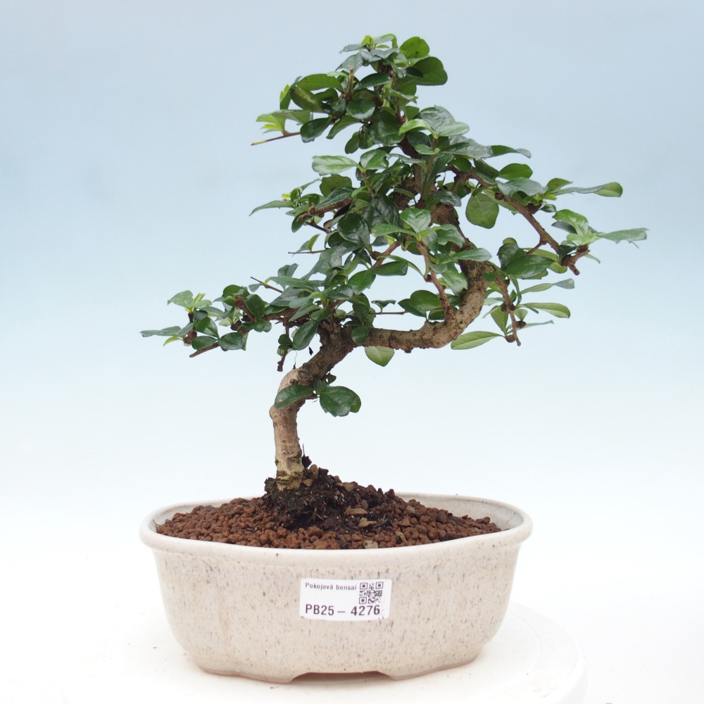Zimmer-Bonsai - Carmona macrophylla - Tee-Fuki
