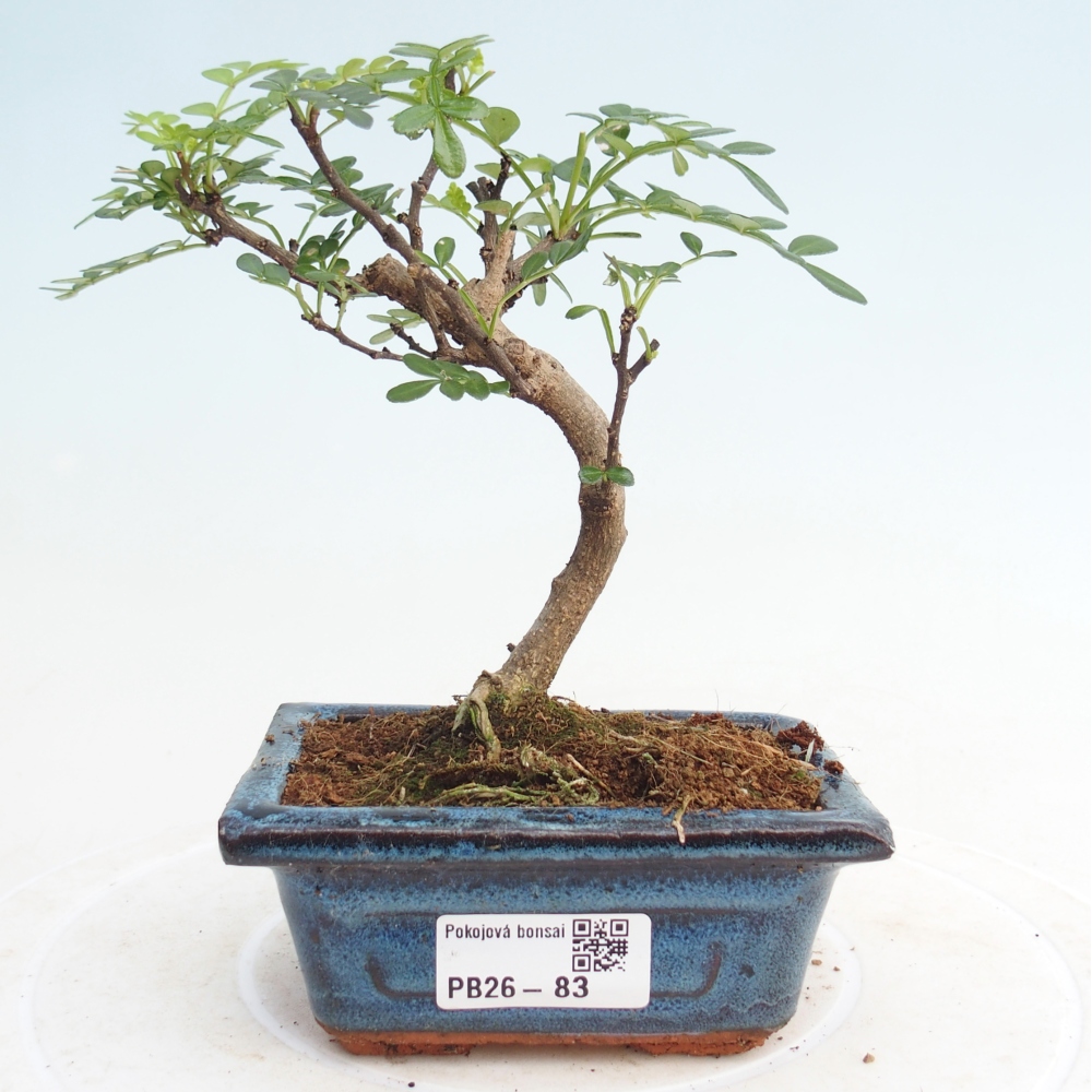 Zimmer Bonsai - Zantoxylum piperitum - Pfefferbaum