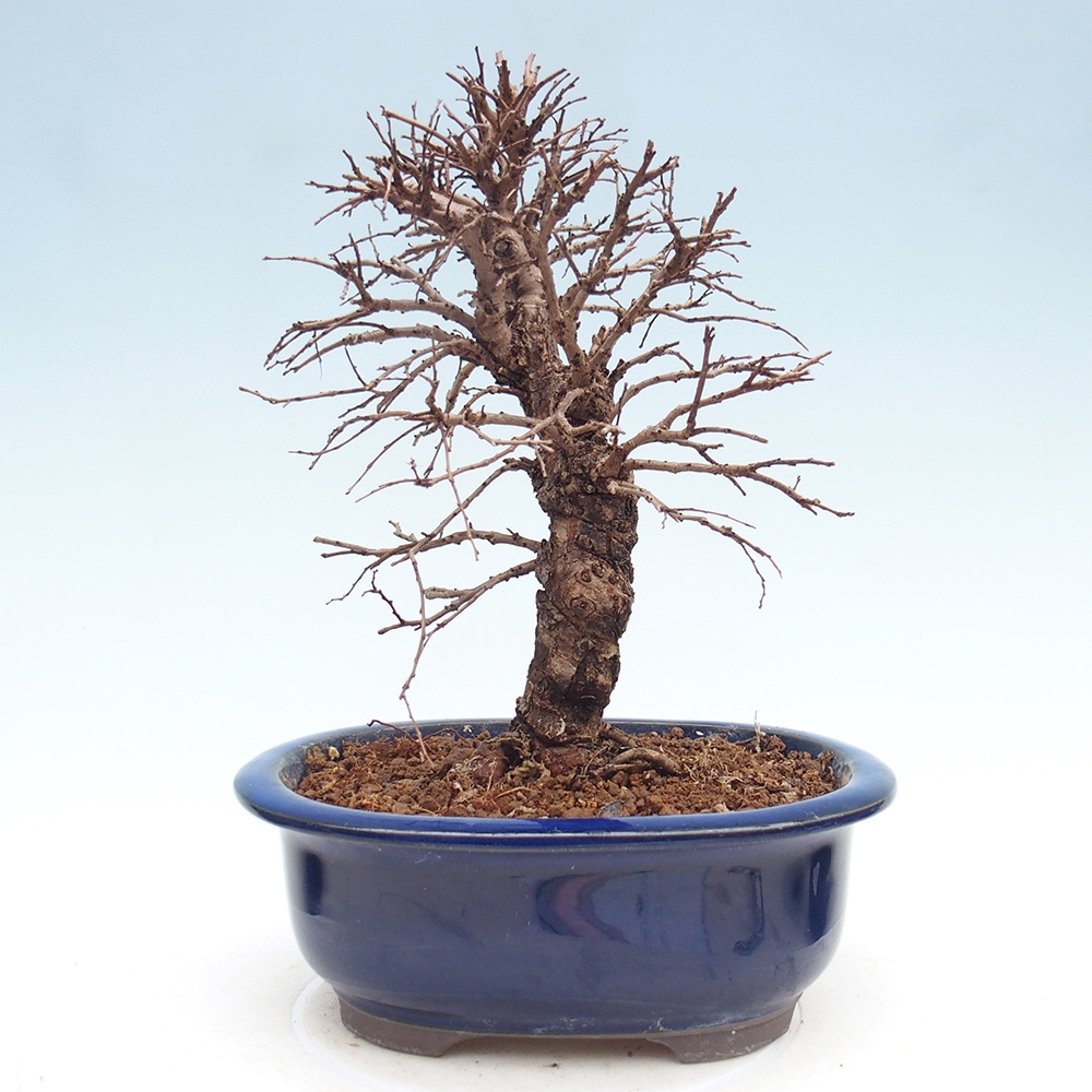 Bonsai für draußen - Zelkova - Zelkova NIRE