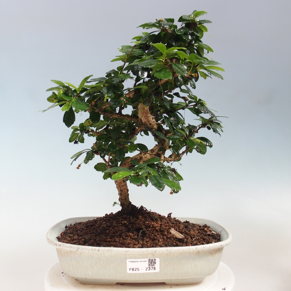 Zimmer Bonsai - Carmona macrophylla - Tea Fuki