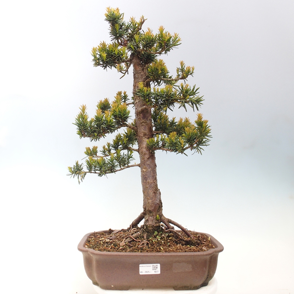 Bonsai im Freien - Taxus cuspidata - Japanische Eibe