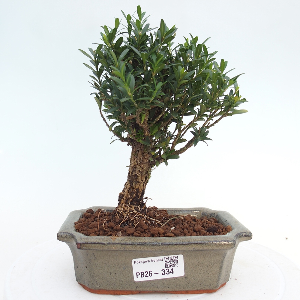 Zimmer Bonsai - Buxus harlandii - Korkbuxus