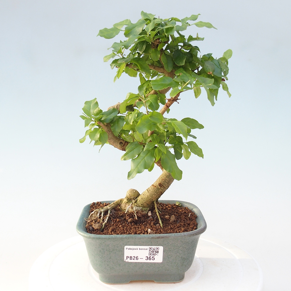 Zimmer Bonsai -Ligustrum chinensis - Vogelschnabel