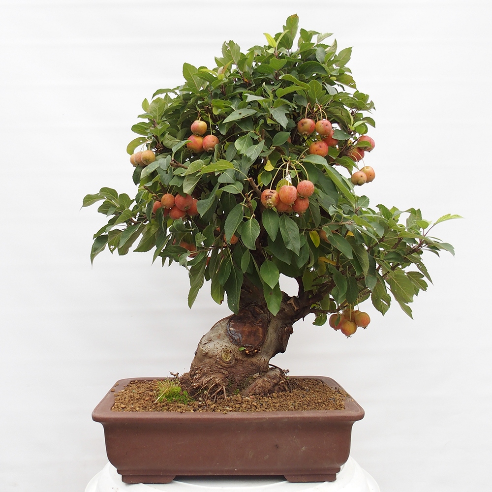 Bonsai im Freien - Malus halliana - Kleinfruchtiger Apfelbaum