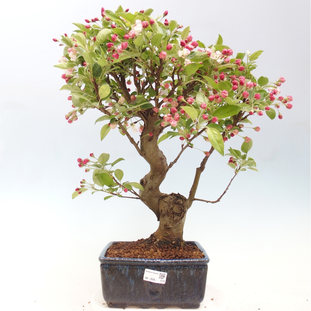Outdoor-Bonsai -Malus halliana - Kleinfrüchtiger Apfelbaum