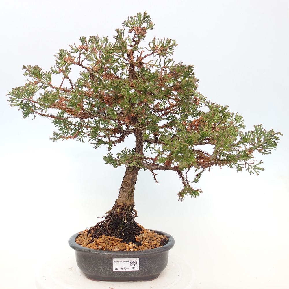 Bonsai für draußen - Chamaecyparis thyoides - Zypresse