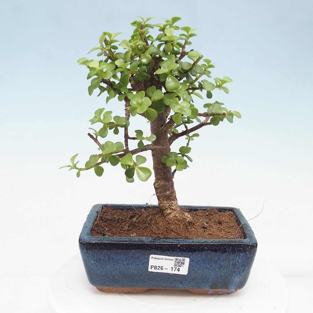 Zimmer Bonsai - Portulakaria Afra - Tlustice