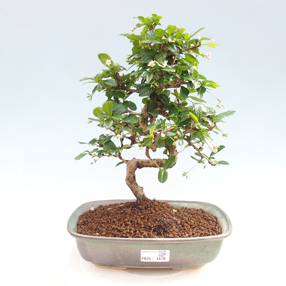 Zimmer Bonsai - Carmona macrophylla - Tea Fuki
