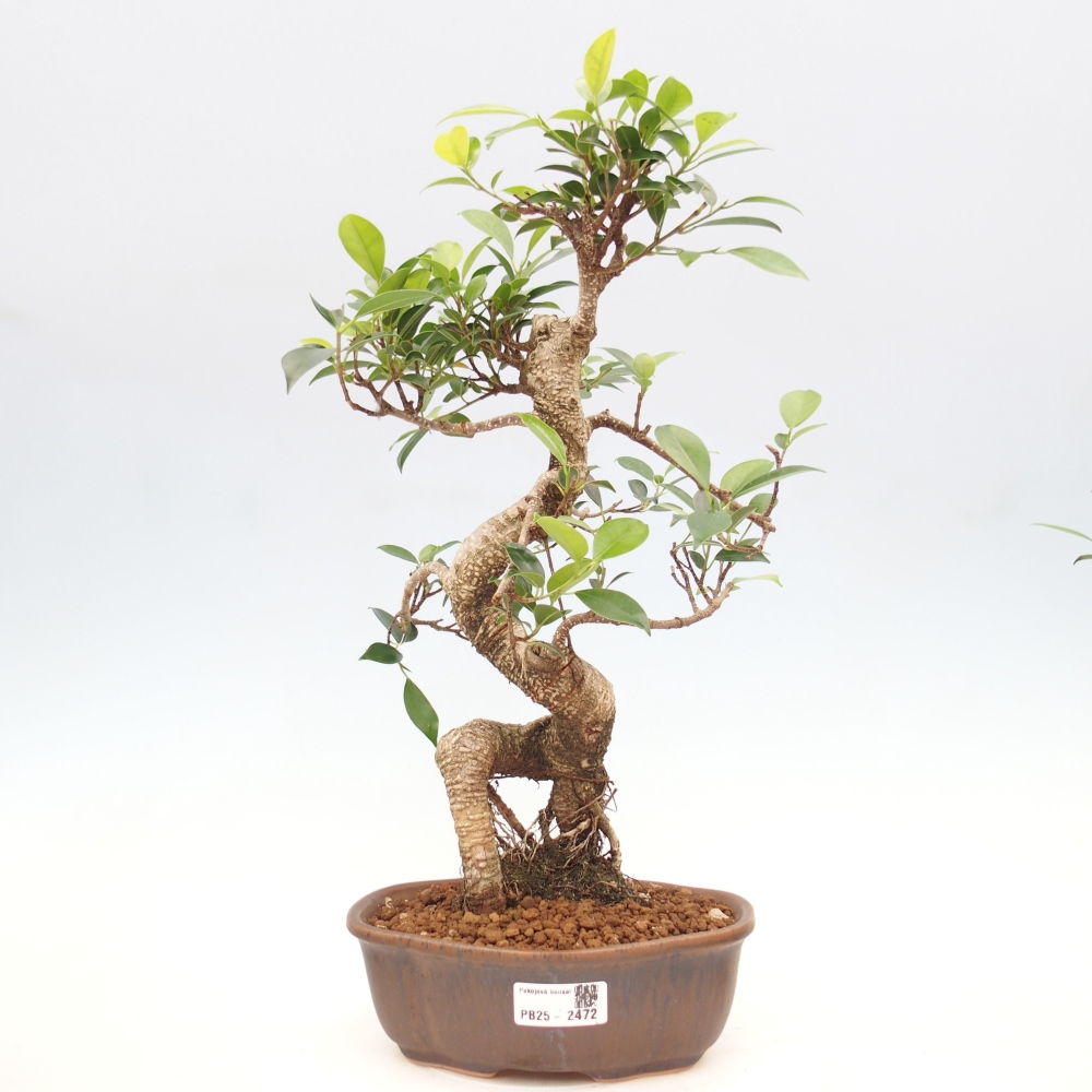 Indoor-Bonsai - Ficus retusa - kleiner Ficus