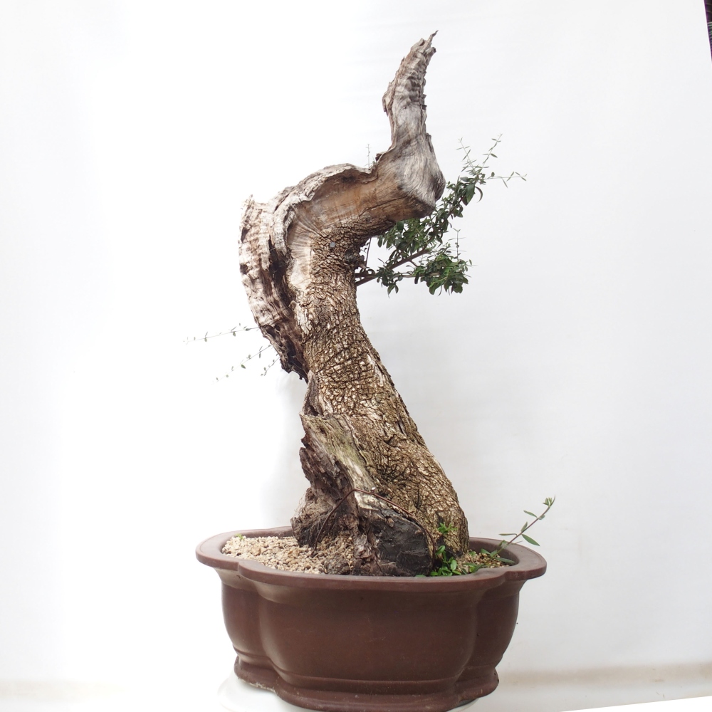 Indoor-Bonsai - Olea europaea sylvestris - Europäisches kleinblättriges Olivenöl