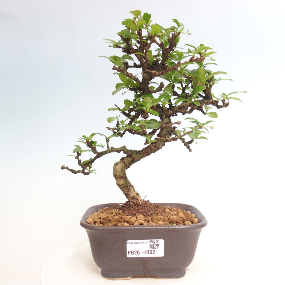 Zimmer-Bonsai - Carmona macrophylla - Tee-Fuki