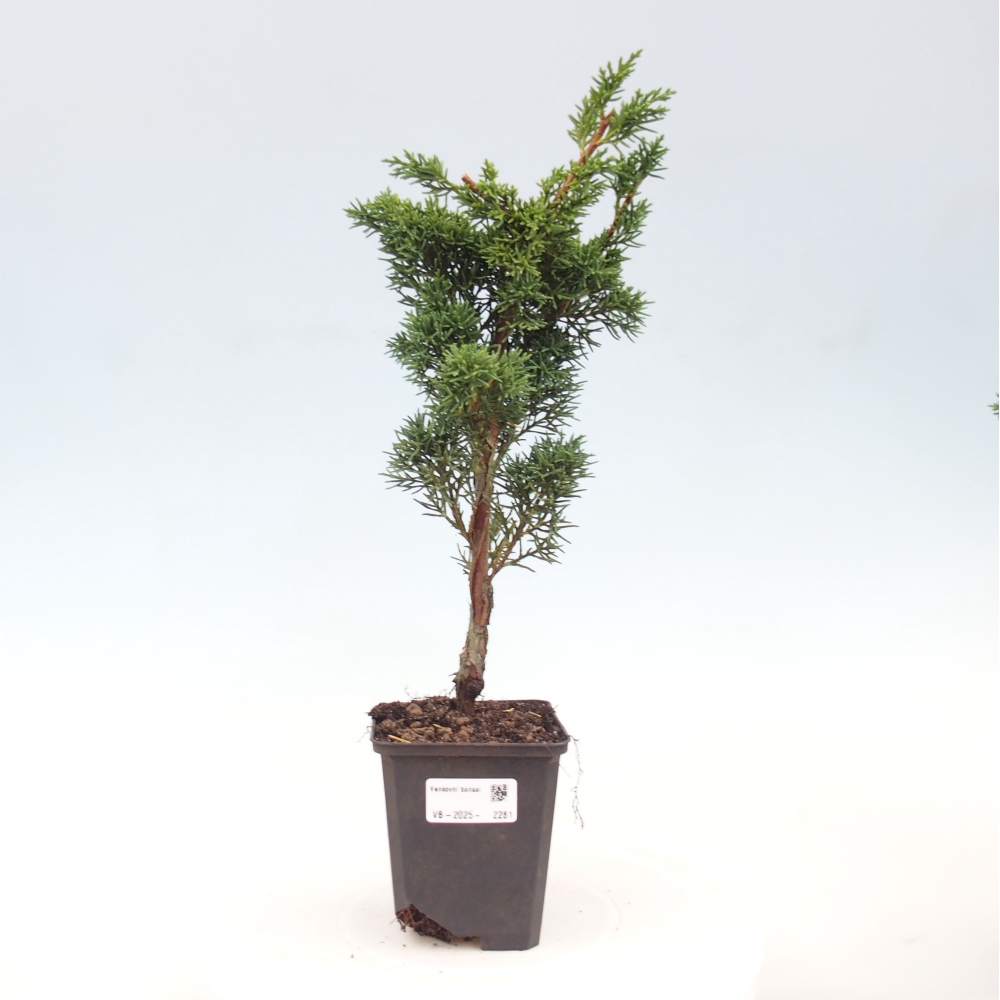 Outdoor-Bonsai - Juniperus chinensis Kishu - Chinesischer Wacholder