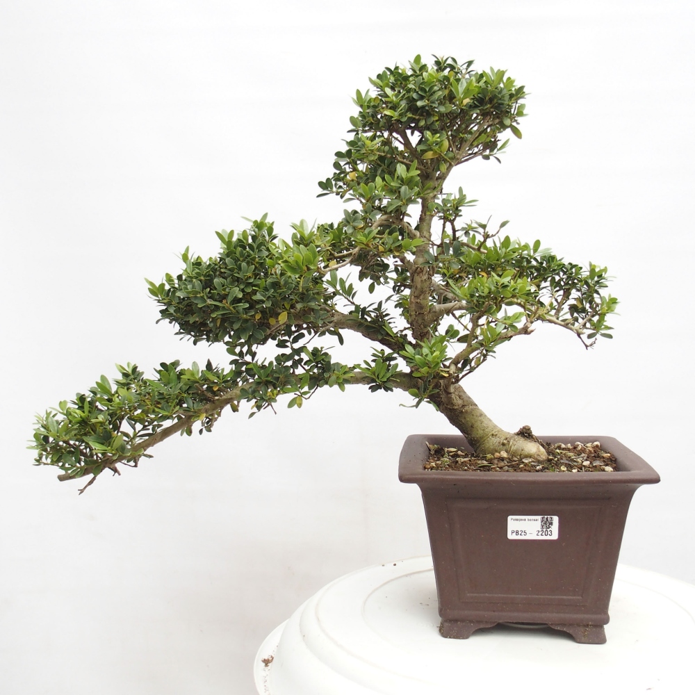 Zimmerbonsai - Ilex crenata - Holly