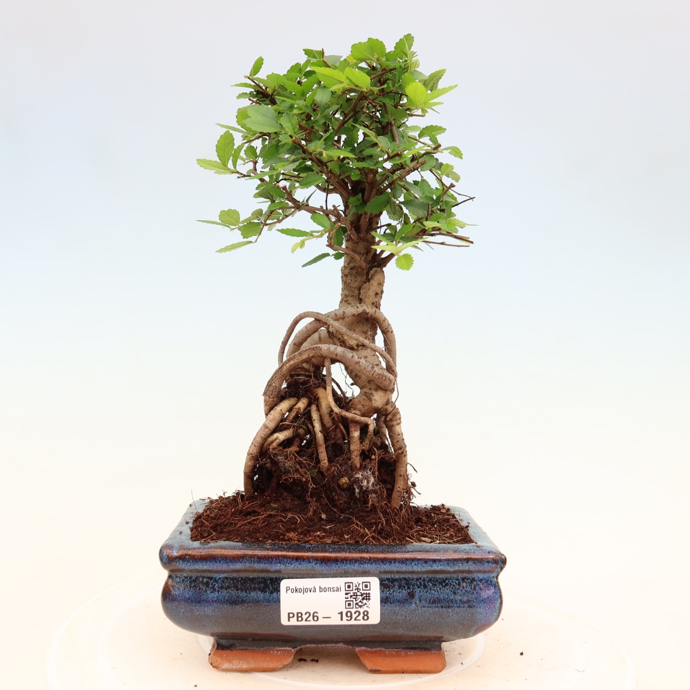 Zimmerbonsai - Ulmus parvifolia - Kleinblättrige Ulme