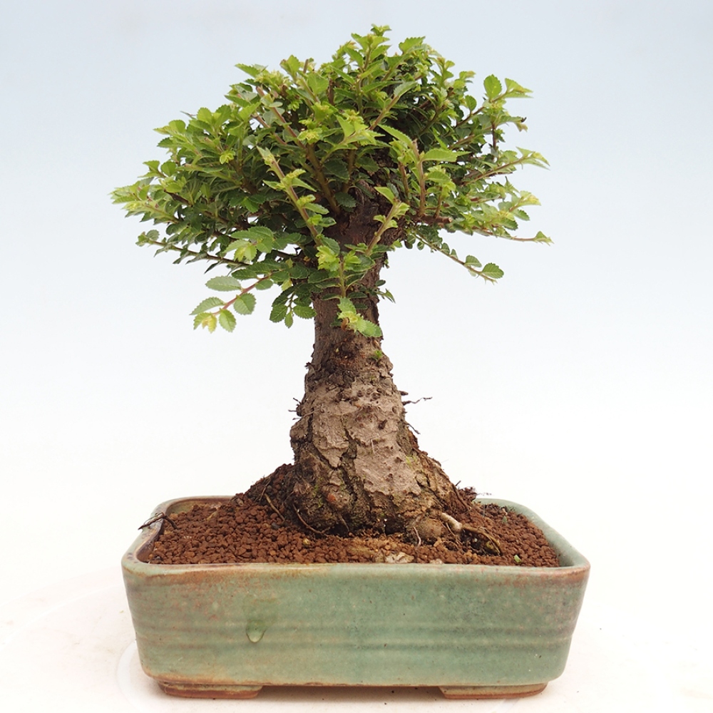 Bonsai im Freien - Ulmus parvifolia Hokkaido - Chinesische Ulme