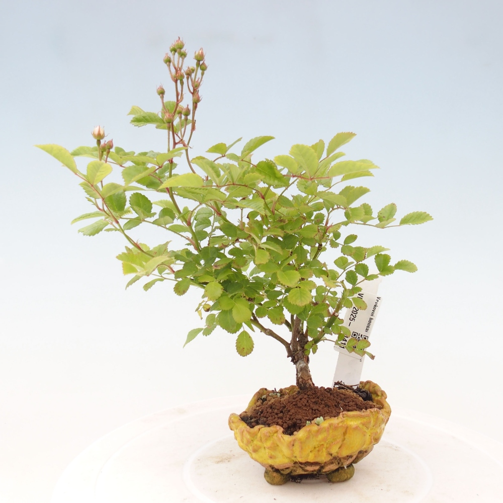 Freilandbonsai - Rosa sp. - kleinblumige Rose