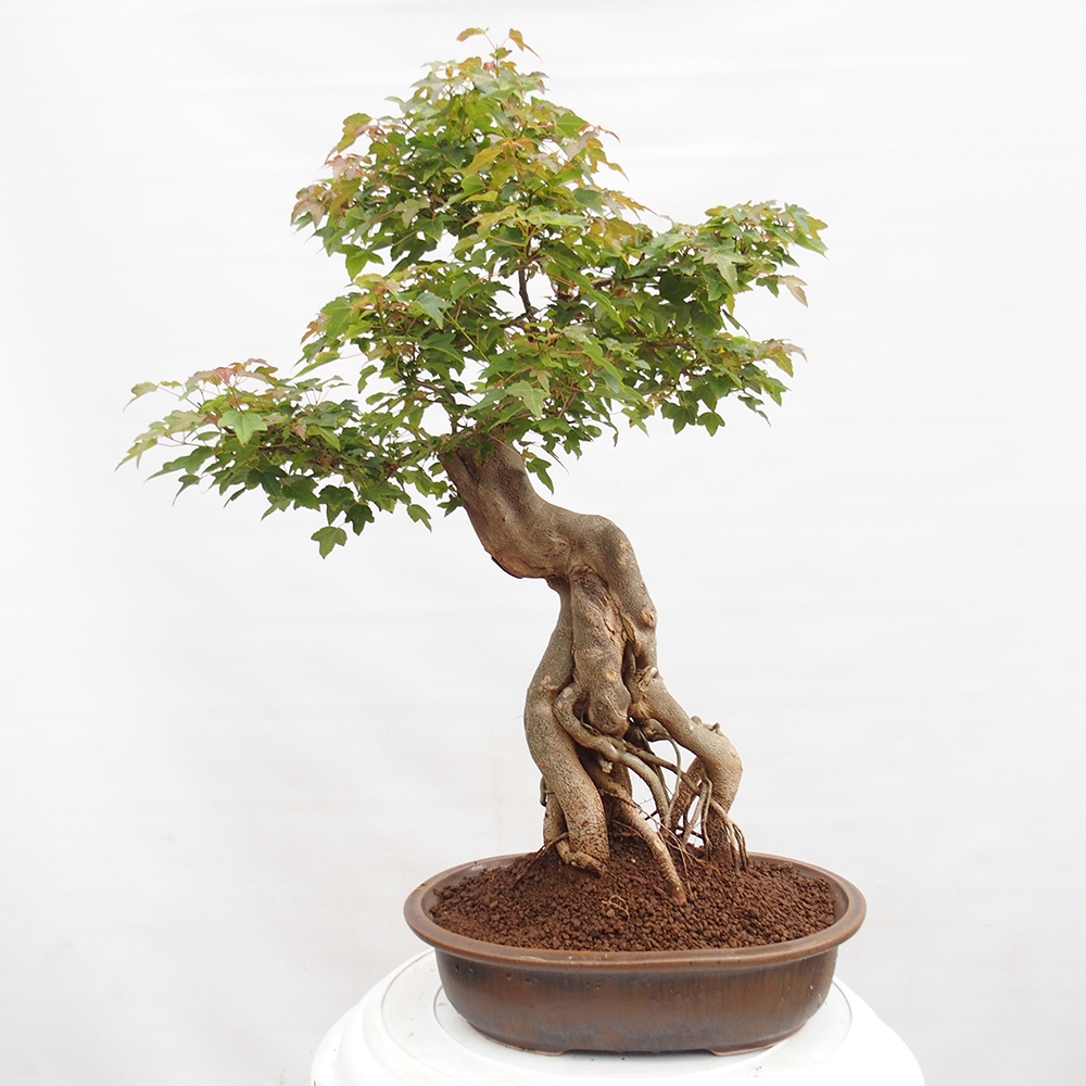 Bonsai im Freien - Ahorn Buergerianum - Burger Maple