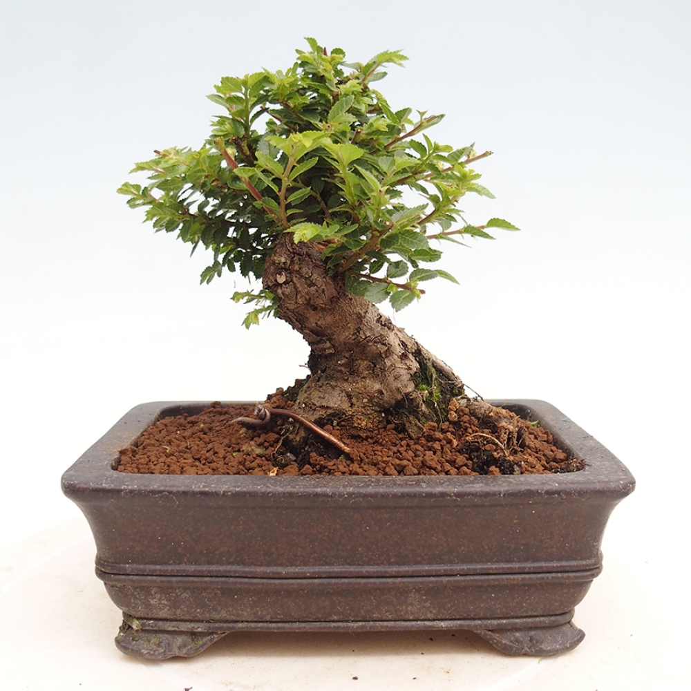 Bonsai im Freien - Ulmus parvifolia Hokkaido - Chinesische Ulme