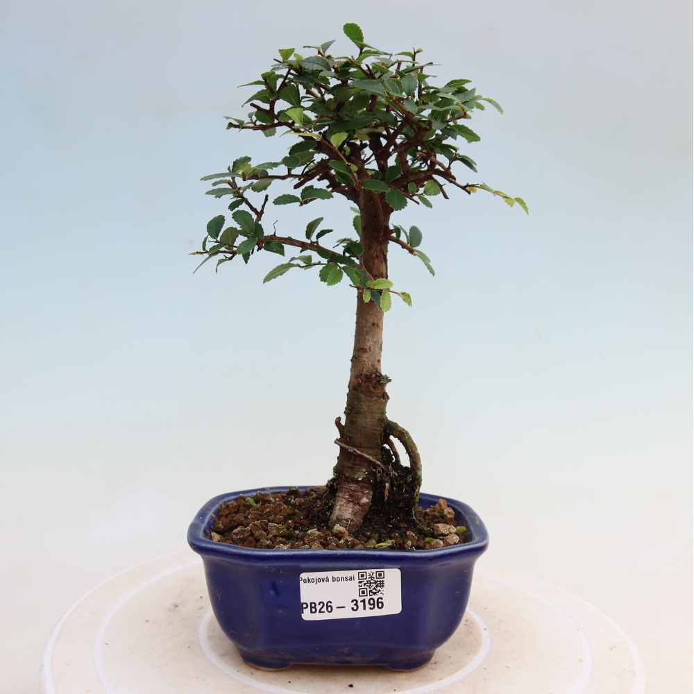 Zimmerbonsai - Ulmus parvifolia - Kleinblättrige Ulme